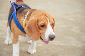 Nice beagle dog boy