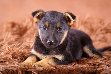 purebred puppy