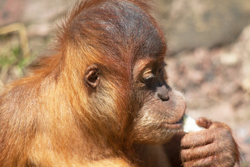 Bébé orang outan - Pongo pygmaeus - en gros plan