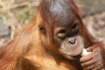 Bébé orang outan - Pongo pygmaeus - en gros plan © guitou60