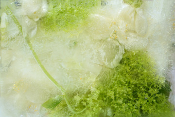  Frozen   flower of         jessamine and hydrangea