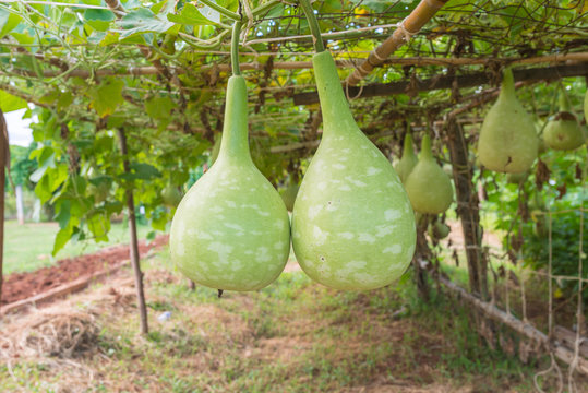 Hanging fresh calabash, bottle gourd