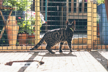 Young tabby cat behind fence in garden.