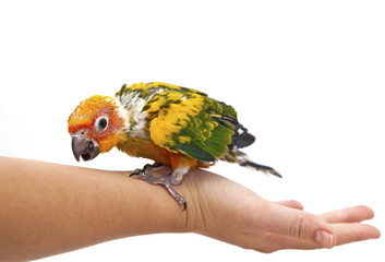Gorgeous and adorable parrot baby © Dusko