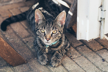 Young tabby cat lying on floor in open door. High angle view.