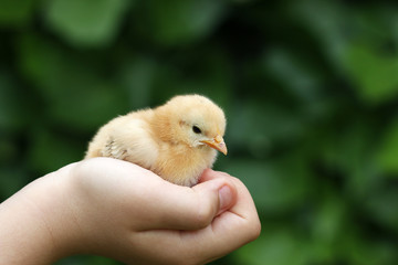 cute little yellow chicken in child hand