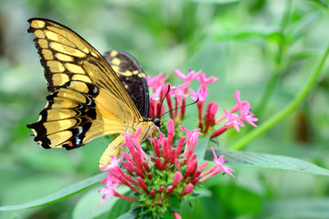 Butterfly and Flower - Stock Image