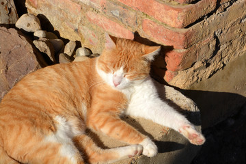 gato tomando el sol © uzkiland