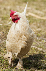 Hen at the farm yard.