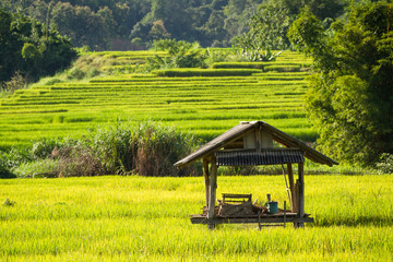 Obraz premium Cottage in rice fields