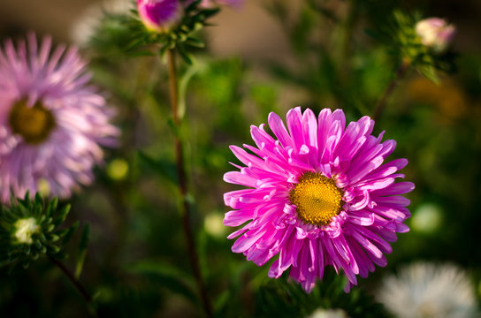 Pink and violet aster autumn flowers