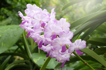 Beautiful orchid in nature
