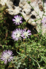sicily - mediterrian spring flower on coast