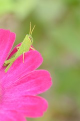 緑色のバッタと桃色の花　