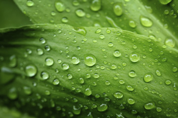 Macro closeup shot of green leafs with real rain drops on. Very useful for nature, healthy food, green design background.