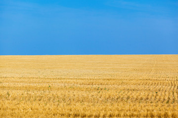 the wheat fields