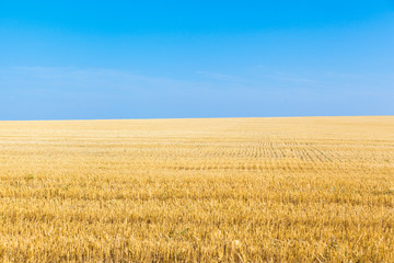 the wheat fields