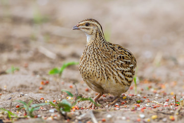 Left side of Rain Quail (Coturnix coromandelica) 