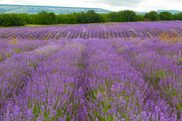 Naklejka na ściany i meble Big field of the blossoming lavender and the mountain on a background