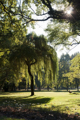Trauerweide im Park..