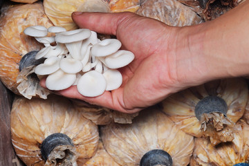 production mushroom in farm .