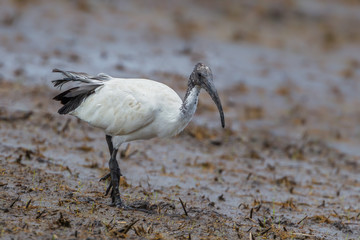 Close up of African sacred ibis (Threskiornis aethiopicus) 