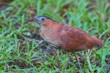 Malayan Night Heron (Gorsachius melanolophus) in nature