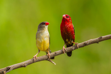   Red avadavat  (Amandava amandava) on the branch 