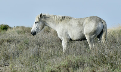 Obraz na płótnie Canvas Portrait of the White Camargue Horse