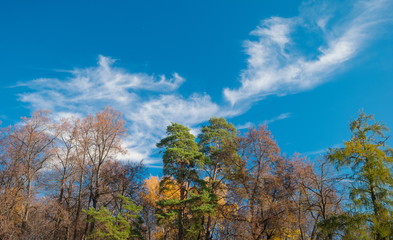 Autumn forest on the background of bright blue sky with light clouds