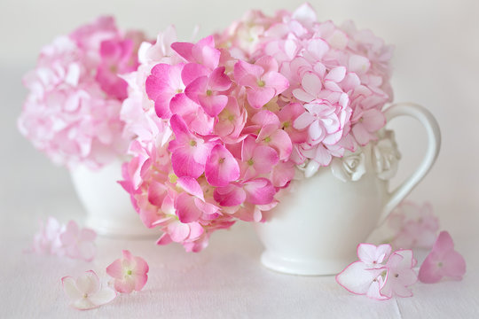  beautiful pink hydrangea flowers close-up in a ceramic jug on a light background. 