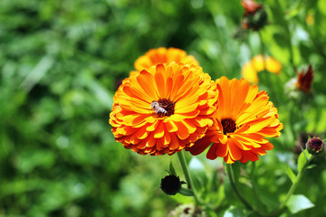 yellow flower close up