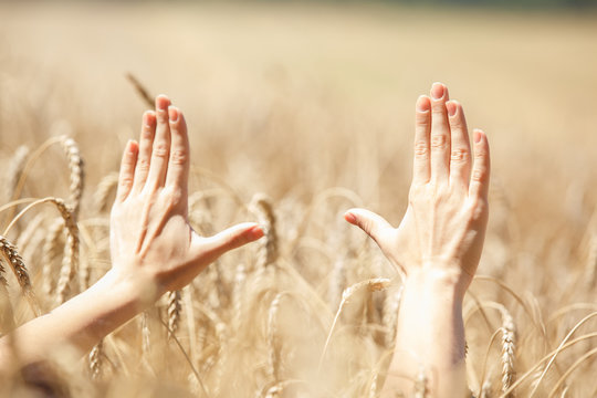 Woman hand touching wheat