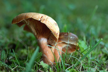 slug on mushrooms