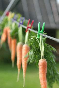 fresh crop of carrots