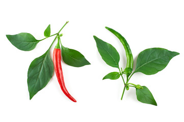 Chili pepper isolated on a white background