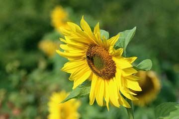 flower sunflower with bumblebee