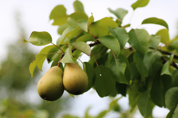 Harvest pears on the tree