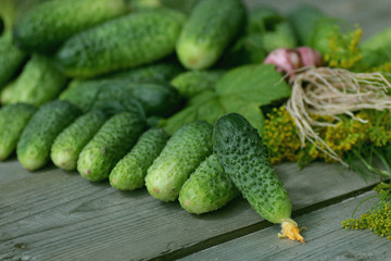 fresh crop of cucumbers