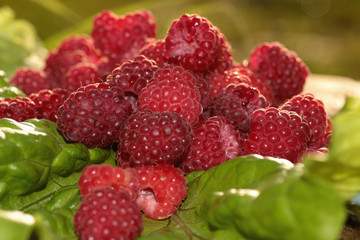 raspberry on a green leaf