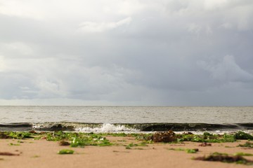Seaweed littering a sandy beach