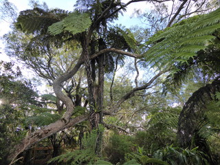forêt de la Réunion