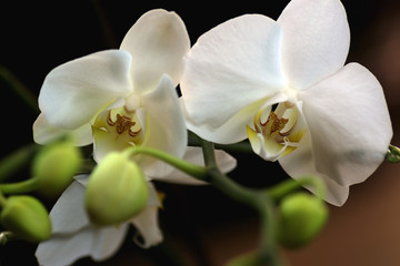 Fototapeta na wymiar White orchid flower close-up