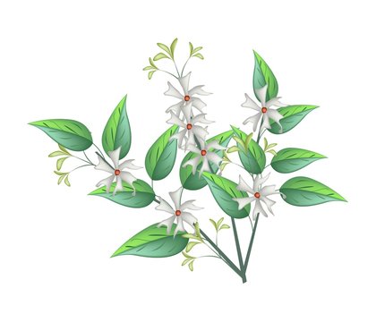 Night Blooming Jasmine on A White Background