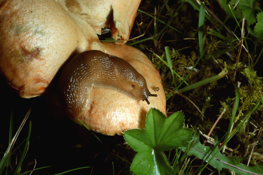 slug on mushrooms