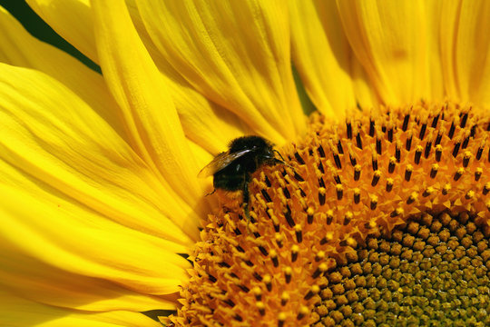 flower sunflower with bumblebee