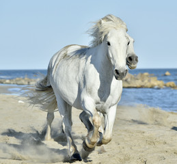 Fototapeta na wymiar Portrait of the running White Camargue Horse