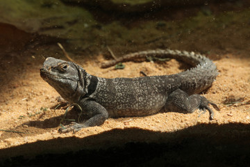 Madagascar spiny-tailed iguana (Oplurus cuvieri).