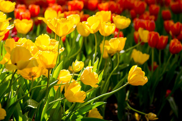 Obraz premium Blooming tulip plants in a large field.