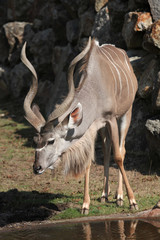 Greater kudu (Tragelaphus strepsiceros).